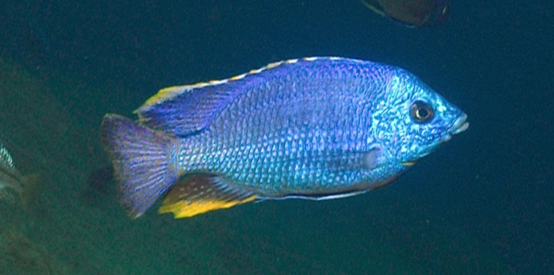 Protomelas taeniolatus 'Zimbawe Rock'